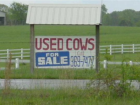 used cows